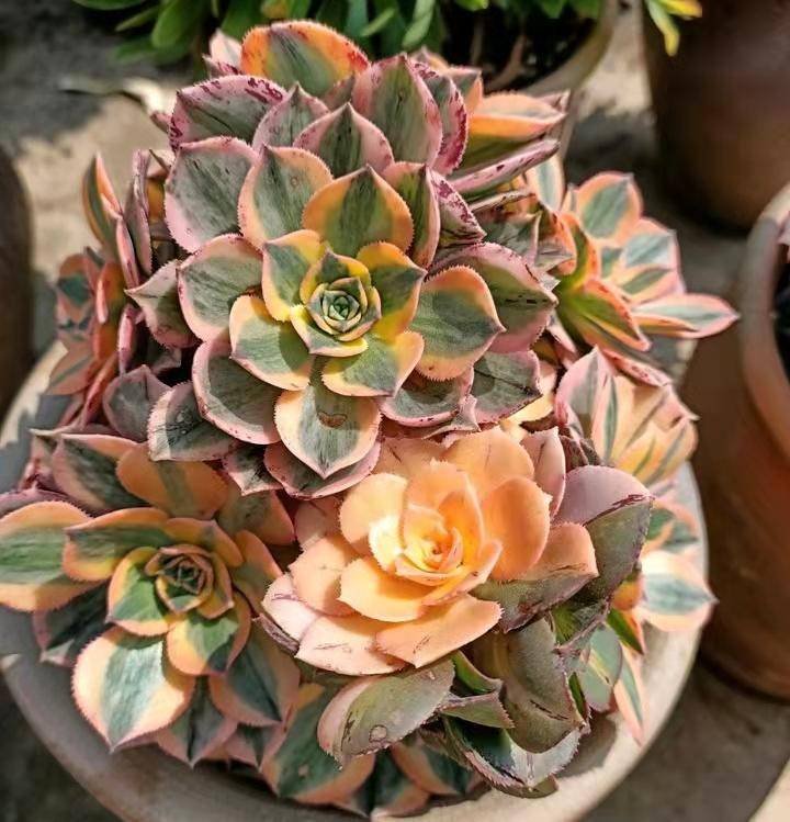 法师多肉显色绝美,值得入手