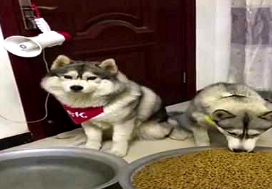 网友出差为二哈留下一大盆狗粮,网友:以二哈的智商怕是要被撑死