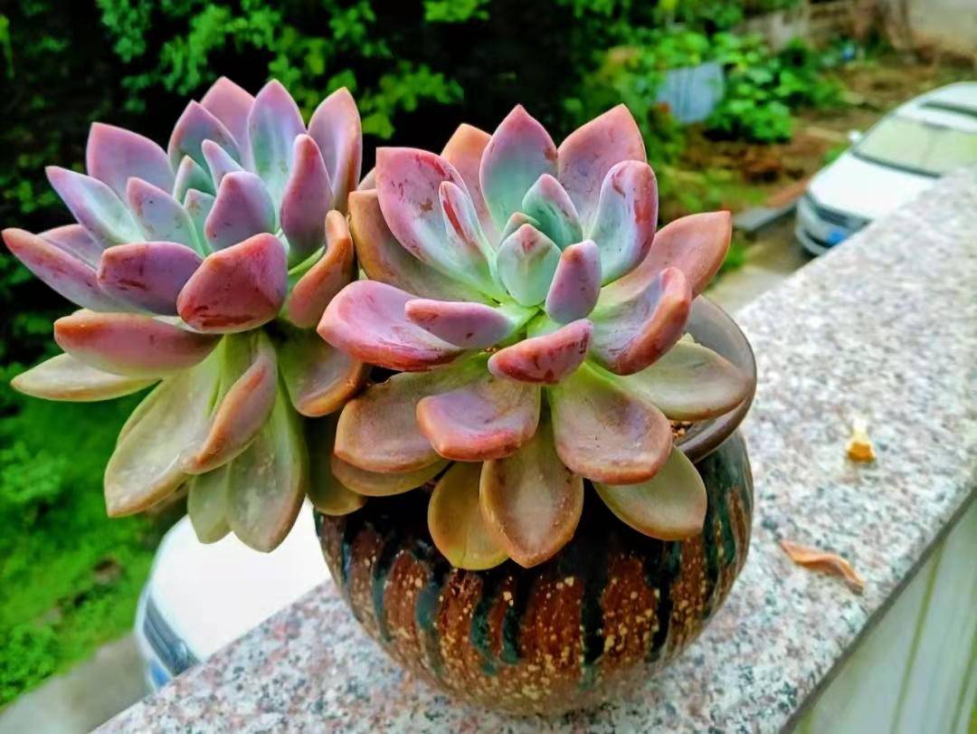 在南方阳台上也能养好的7款多肉分享