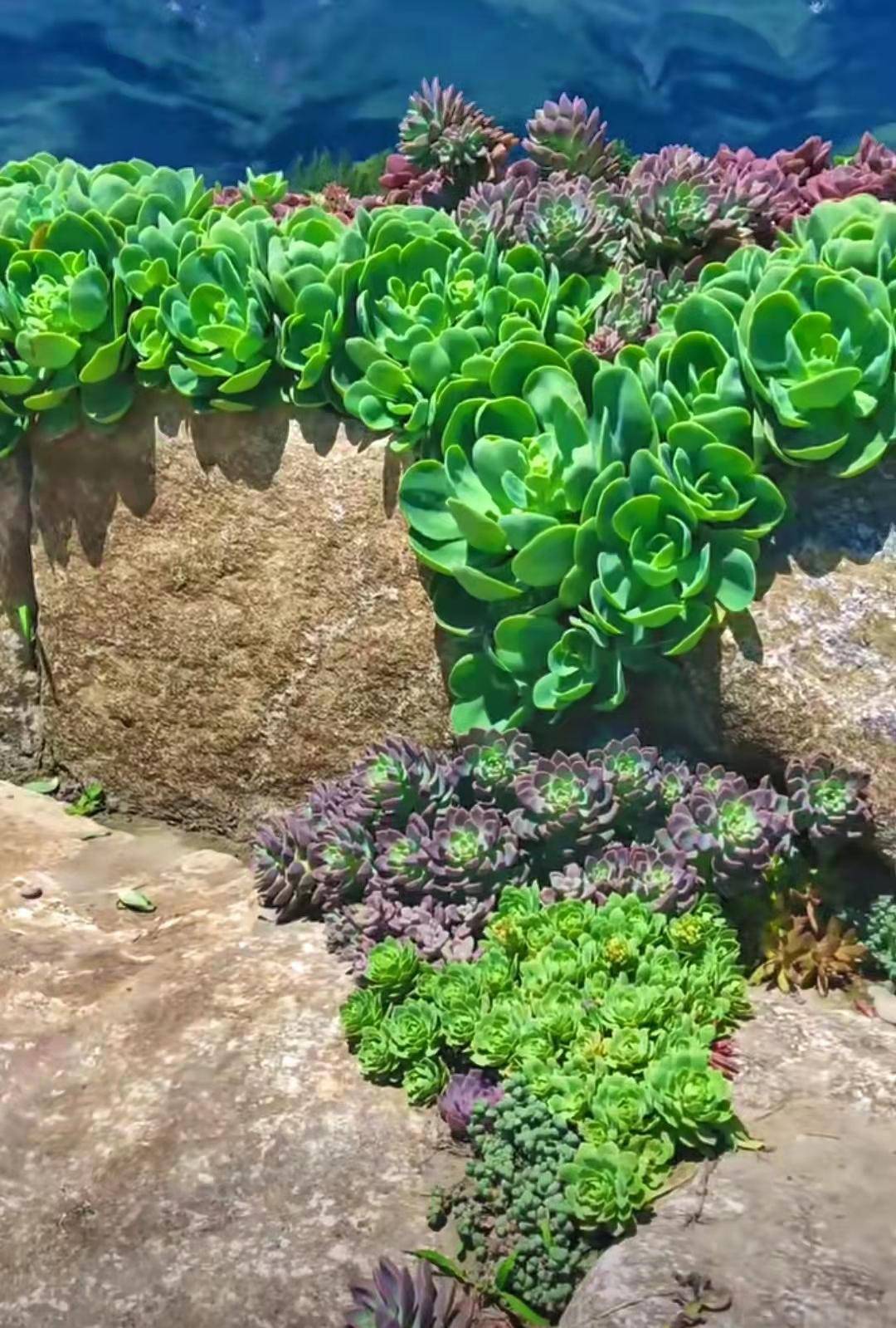 长成小山堆的多肉你见过吗太壮观了