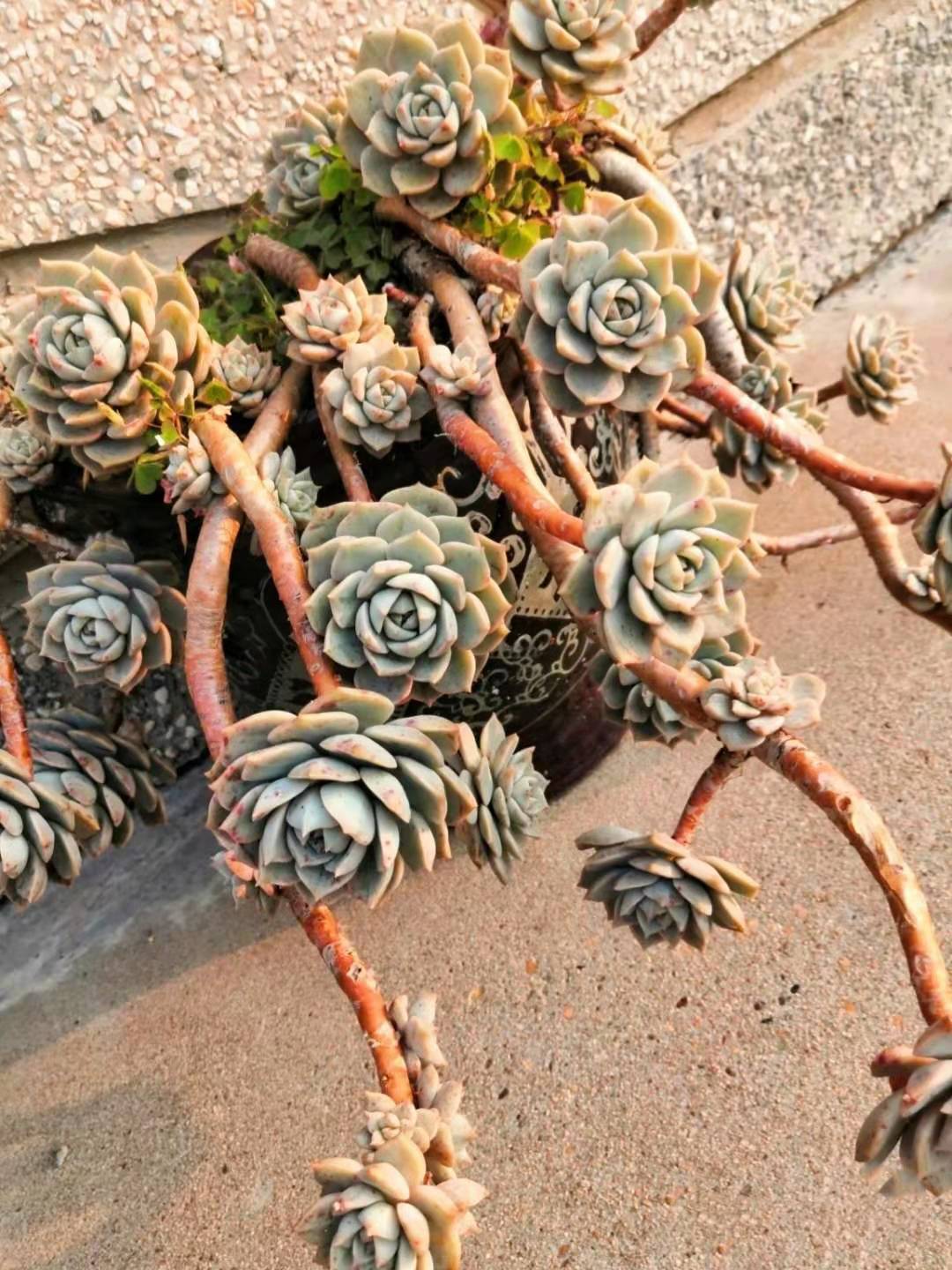 8年的白牡丹多肉老桩太美了,古风十足