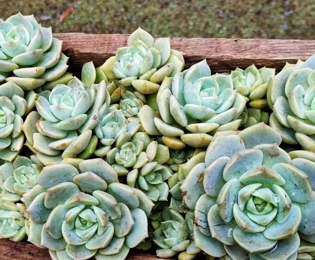 5种很难养的多肉盘点,新手慎入