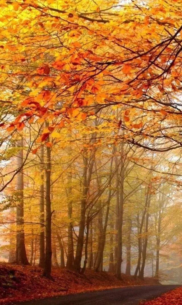 顶级绝美秋色美景,绚丽迷人