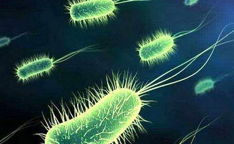 鱼缸里硝化细菌怎么净化水质?其实换水后没必要额外添加硝化细菌