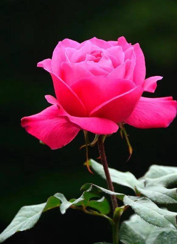 漂亮迷人的玫瑰花,美艳迷人