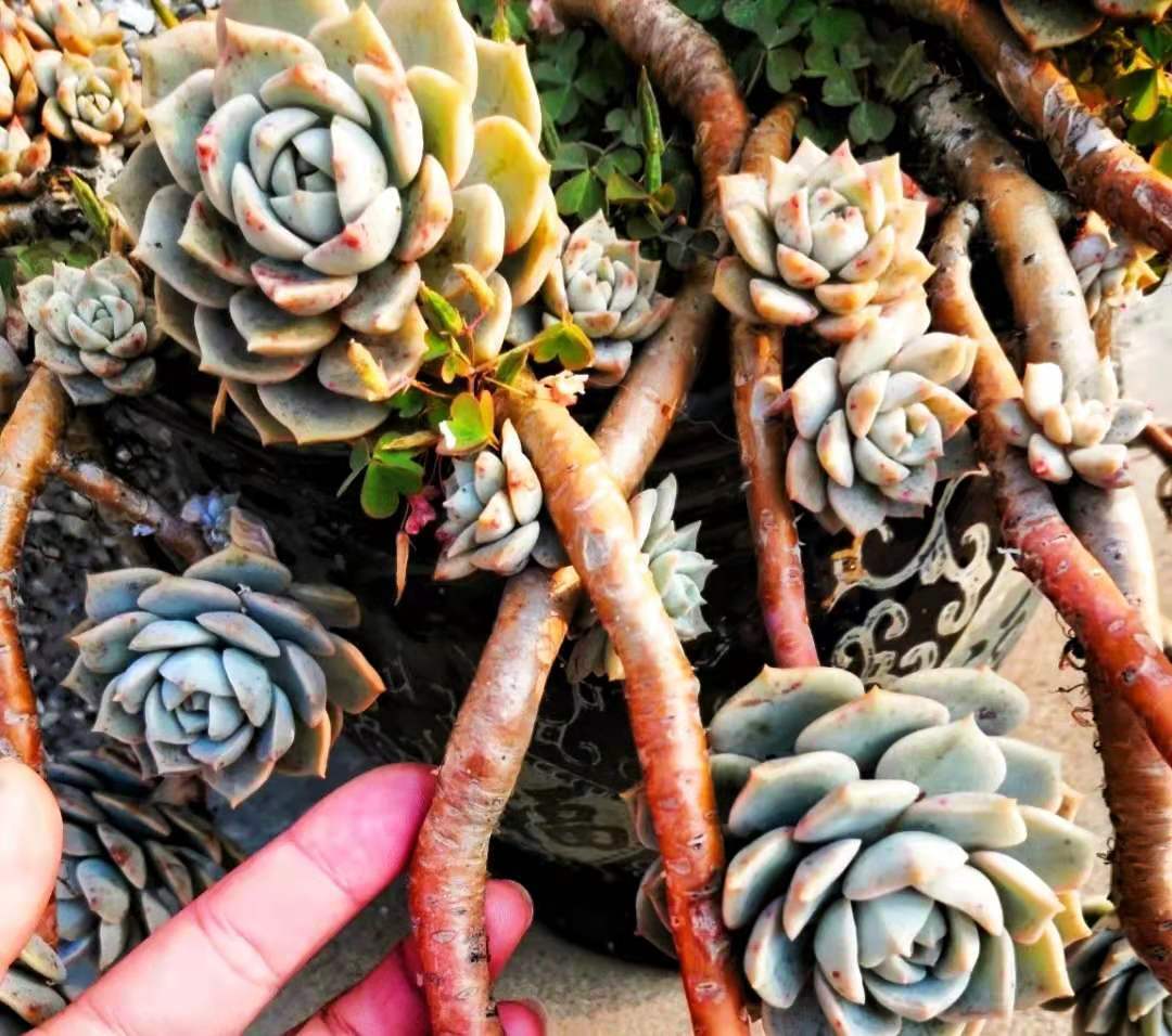 8年的白牡丹多肉老桩太美了,古风十足