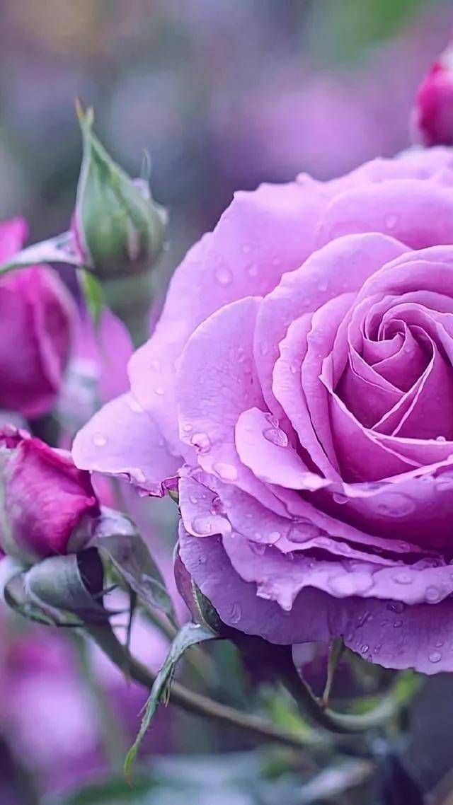 一朵大红色的娇艳欲滴的玫瑰花一种漂亮的紫红色的花蔷薇花