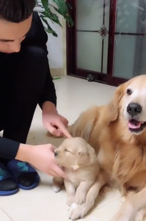 金毛_孩子_儿子