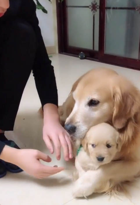 金毛_孩子_儿子