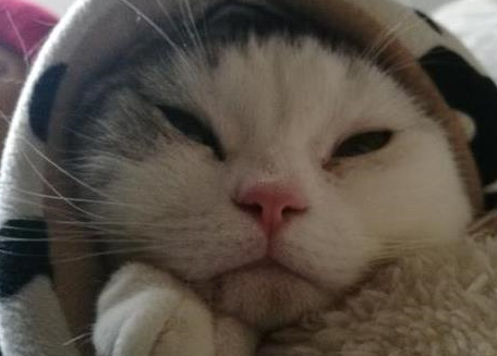 傲娇白猫把花猫当床垫,毫不客气压在它身上睡,花猫的表情亮了