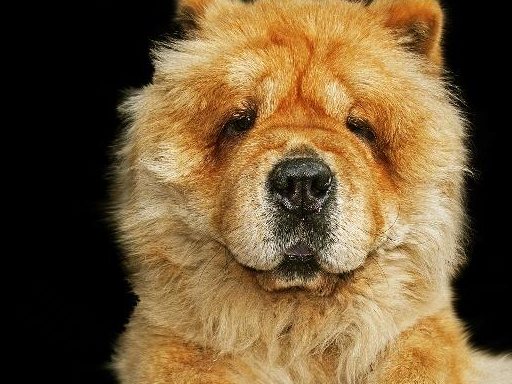 可爱是理所应当的,最后一种是女生的最爱_狗狗_秋田犬_柴犬