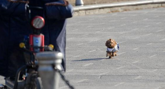 主人悠闲的骑着电动车,泰迪在后面拼命追,主人:这才是遛狗