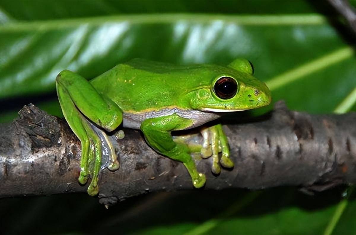 虽然它们统一被叫做青蛙,可是农村的青蛙,你知道几种?