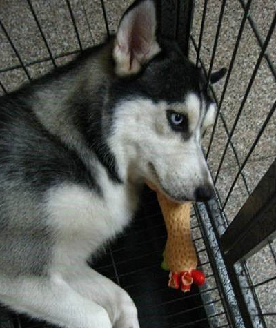 哈士奇与狼,论好玩版与只可远观不可亵玩版的区别