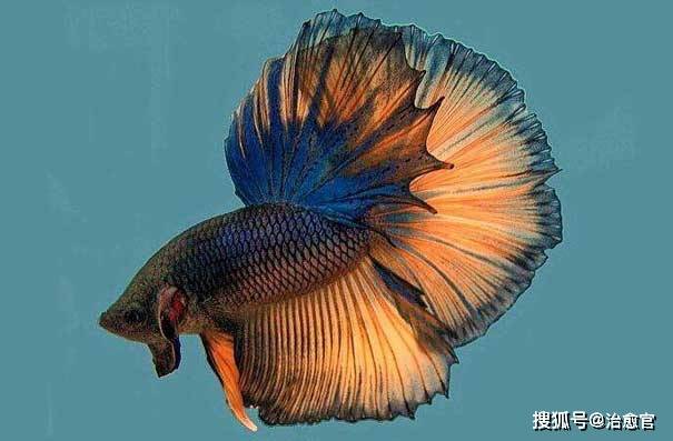 泰国斗鱼最常见的几种疾病