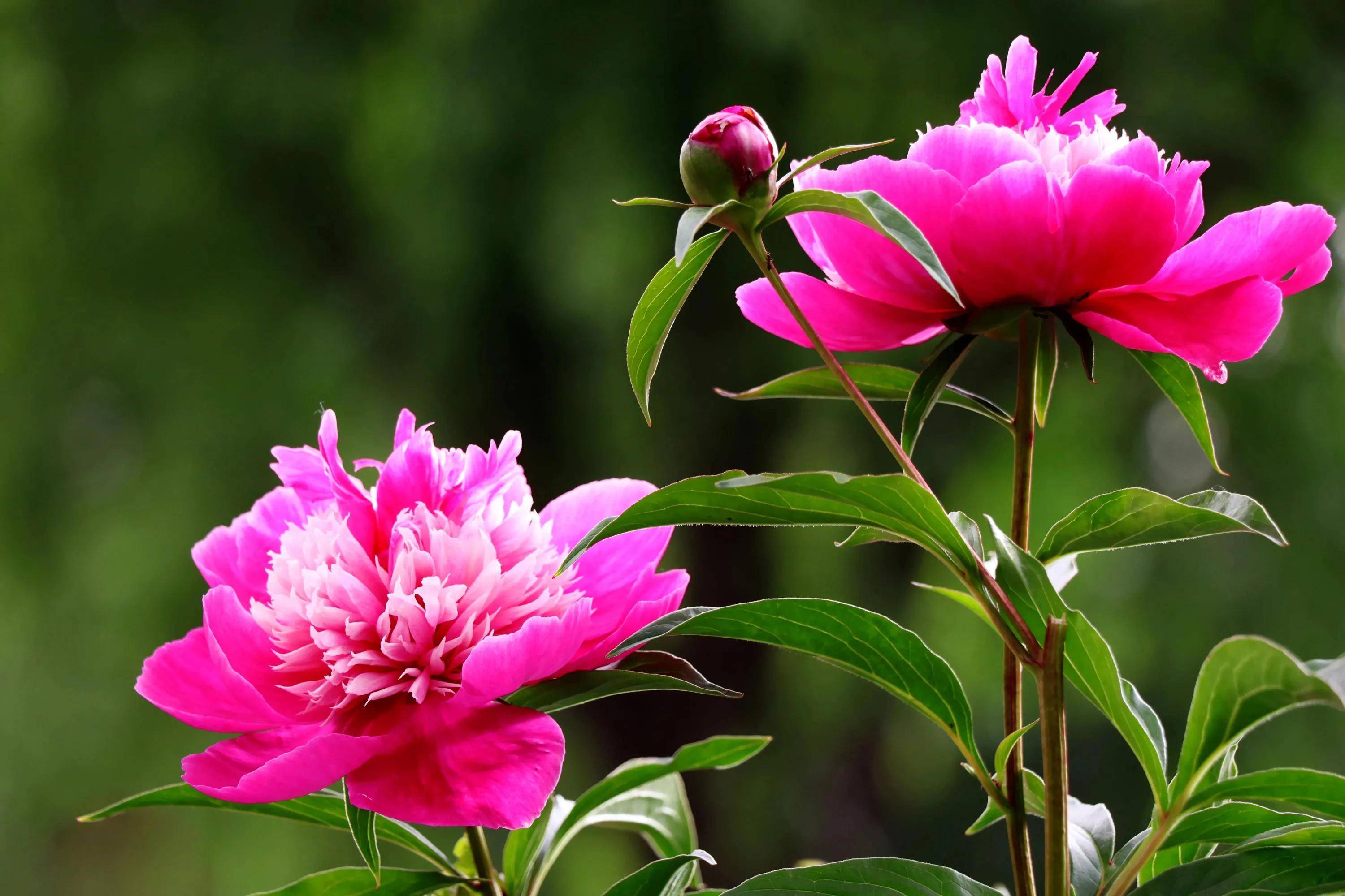 芍药花开赛牡丹,绚丽多彩