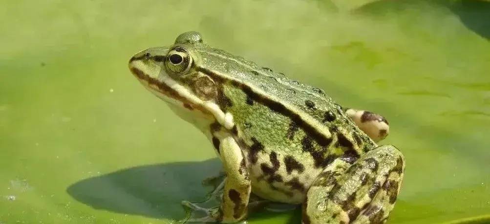 虽然它们统一被叫做青蛙,可是农村的青蛙,你知道几种?