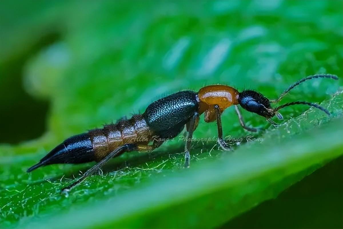 今年各地隐翅虫为什么格外多?这种虫子为何被称为飞行的硫酸?