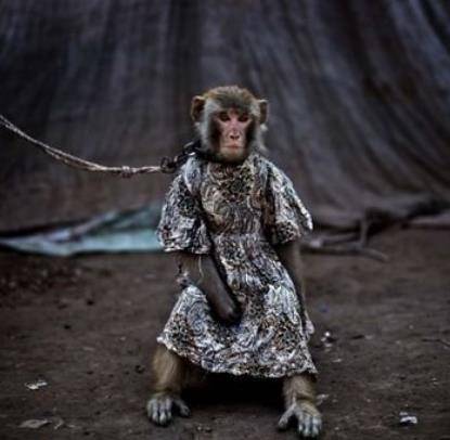 2014年,耍猴人外出表演时被带走,1个月后心爱的猴子离奇死亡