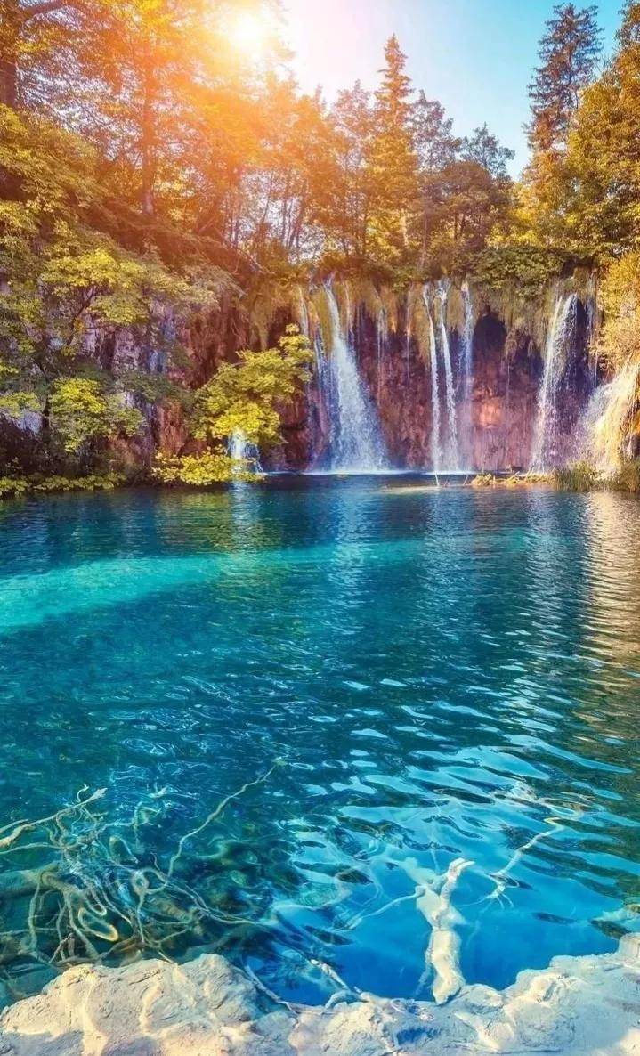 玉兰花的寓意种颜色