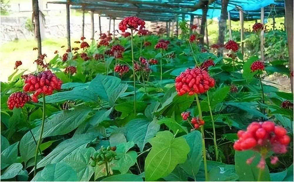 专家教你几招,帮你挑选高性价比的西洋参_产品_功效_人参