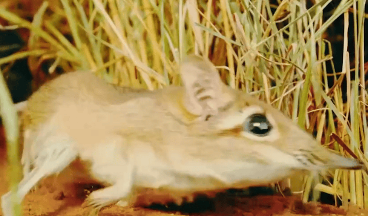 奇妙的动物!最拉风的崽,象鼩宝宝刚出生就能奔跑