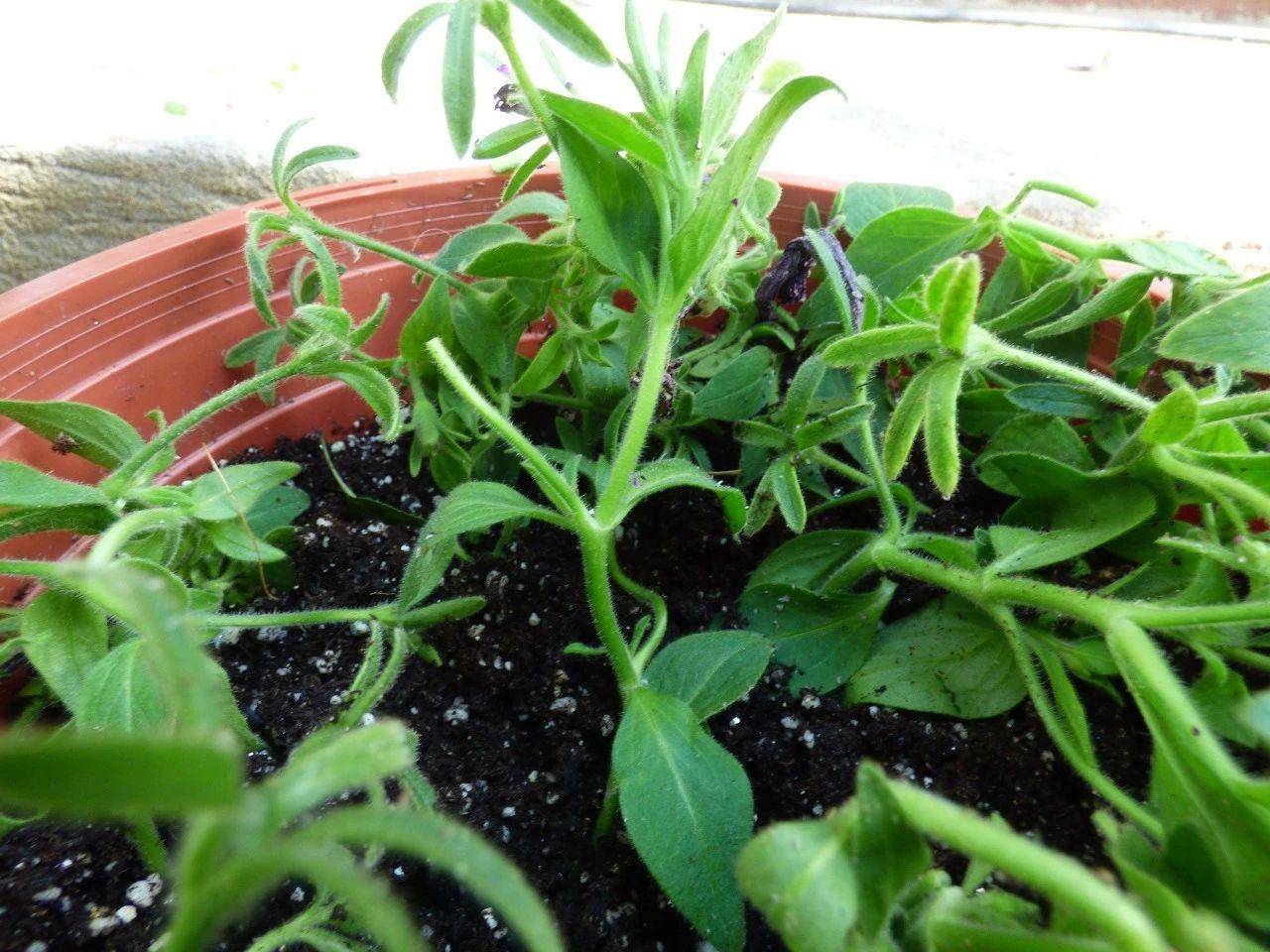 将矮牵牛养成多年生草花,能经常开花