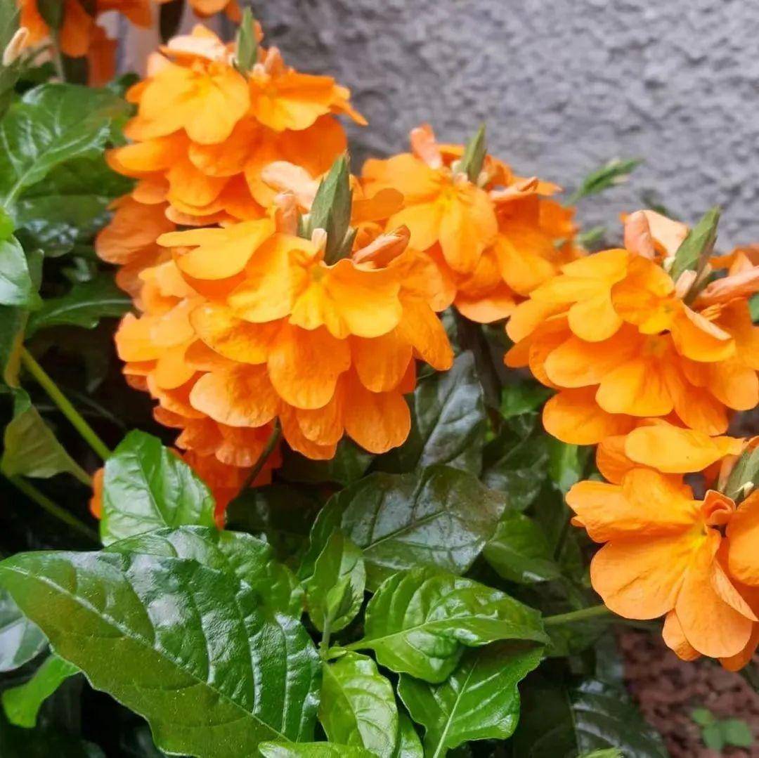 鸟尾花这草花开花太频繁