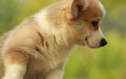 一些失格,拨入有白斑,鸳鸯眼等都被列入失格的行列,失格的柯基犬由于