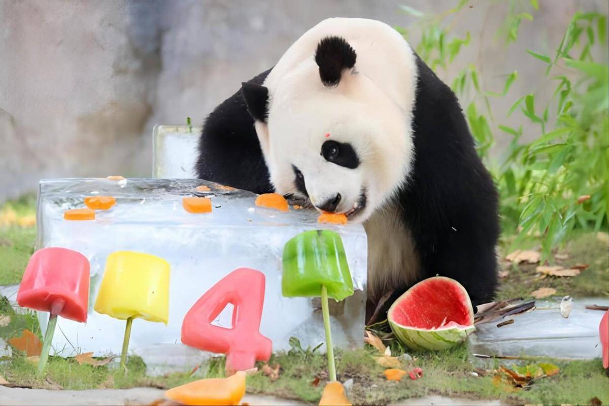 中国熊猫吃剩的瓜皮不要扔,西八们一看到,没准连熊猫都不想偷了
