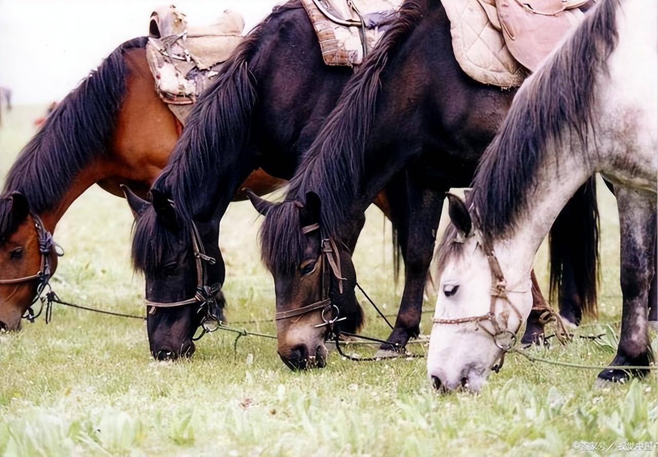 在甘南旅游也能体验藏区该有的一切_sm_com_www