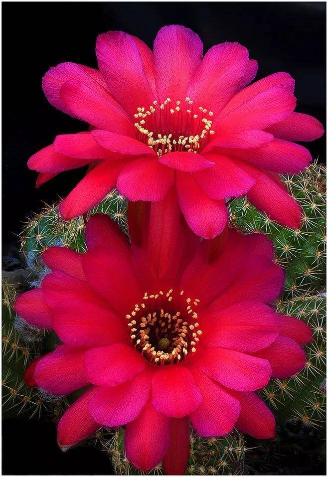 仙人球开花,多种颜色,多种姿态