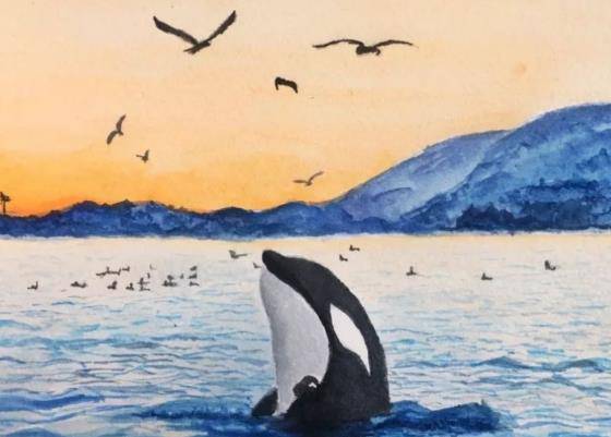 2010年,美国32岁虎鲸突然将驯兽师拖入池中,调查原因出乎意料