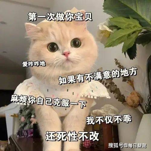 据我所知,很多人是这样想的:猫咪多可爱呀~软fufu的样子,一定很好摸
