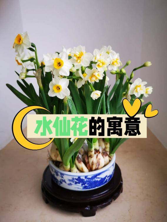 水仙花的寓意和象征,你真的了解吗?看完涨知识了!建议收藏