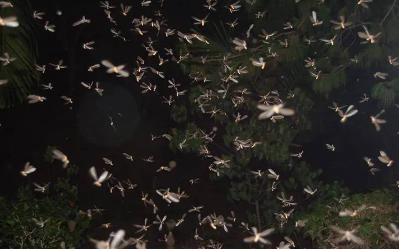 越闹越凶的白蚁高峰能持续多久?