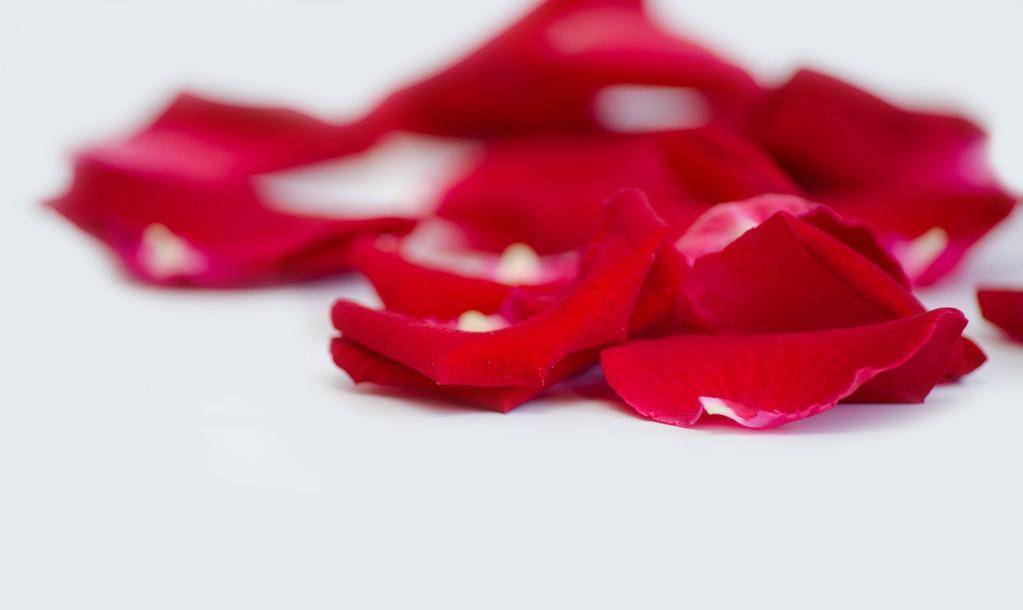 《夜莺与玫瑰》:艺术与美感的融合,是王尔德对唯美主义的贯彻