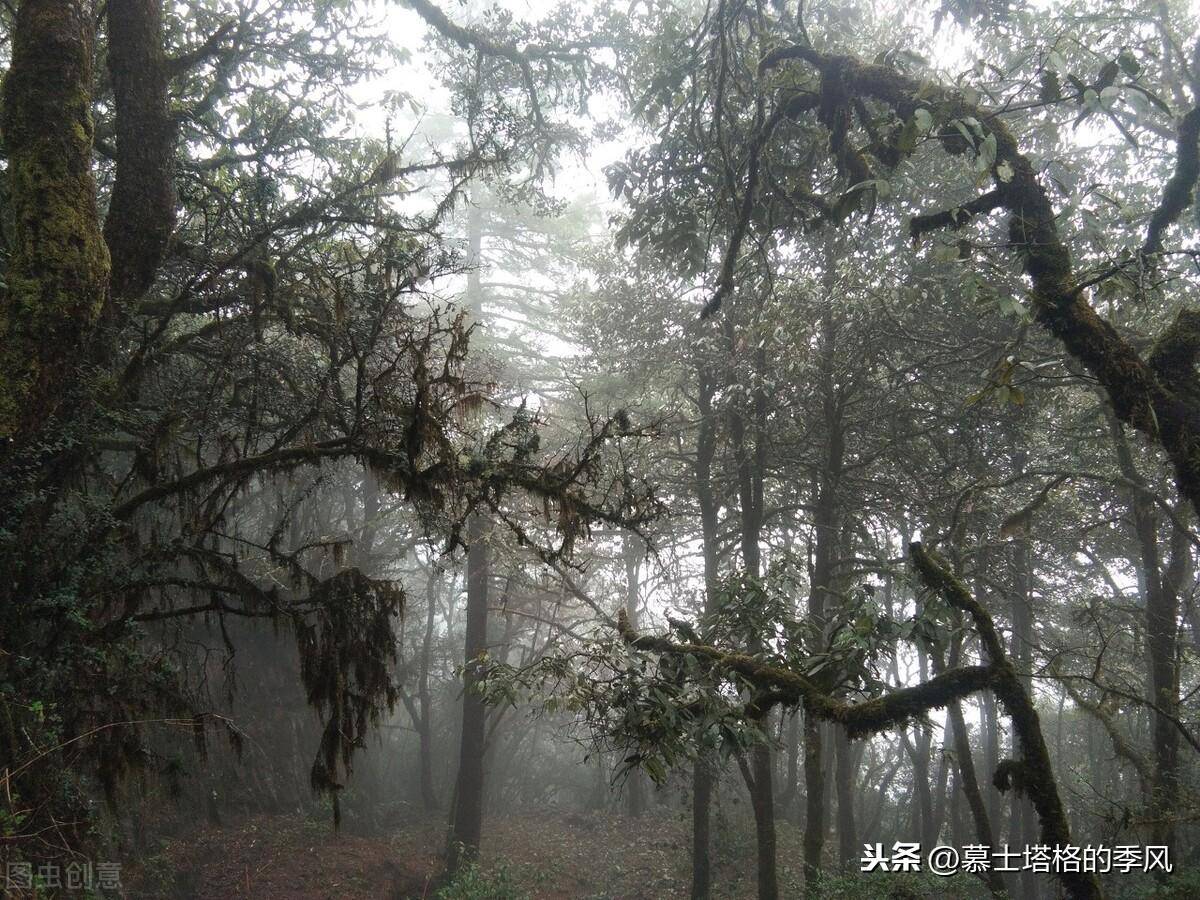 html鸡足山山峦叠嶂,古木参天,云雾缭绕,气象万千,其绝美的风景令人叹