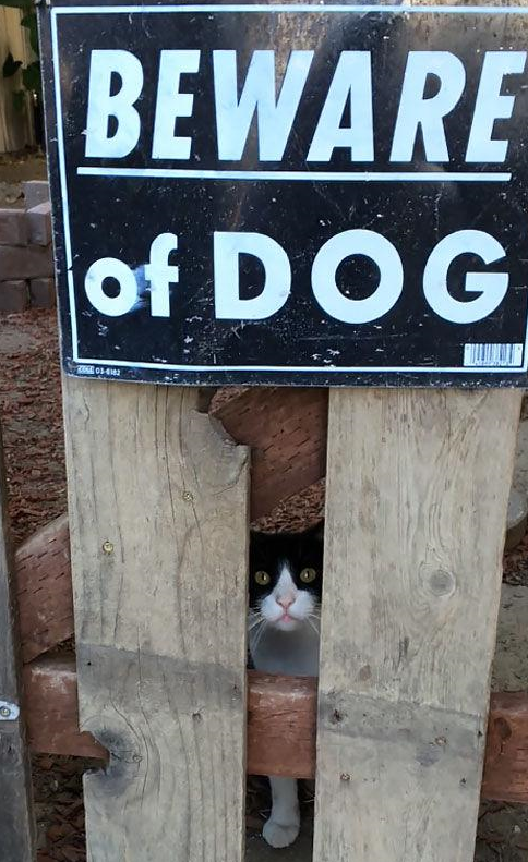 盘点各国雷人的""注意有狗"标牌,一个比一个奇葩,笑喷一地