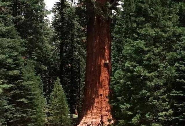 体型最大生物—"雪曼将军":诞生时美国还没独立,中国还在商朝