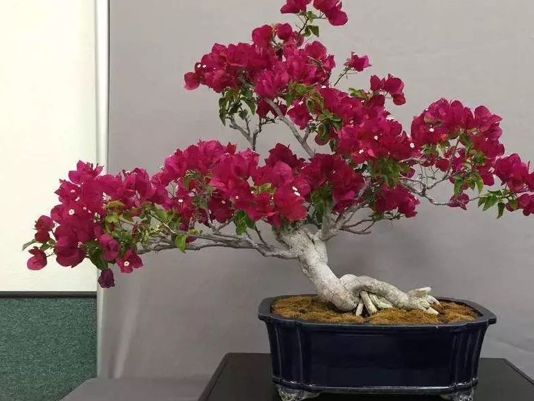 花卉盆景喜阳还是耐阴,教您观叶辨阴阳