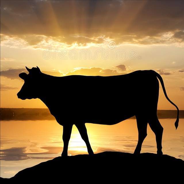 生肖情感运势大公开:属牛的你今年感情如何?