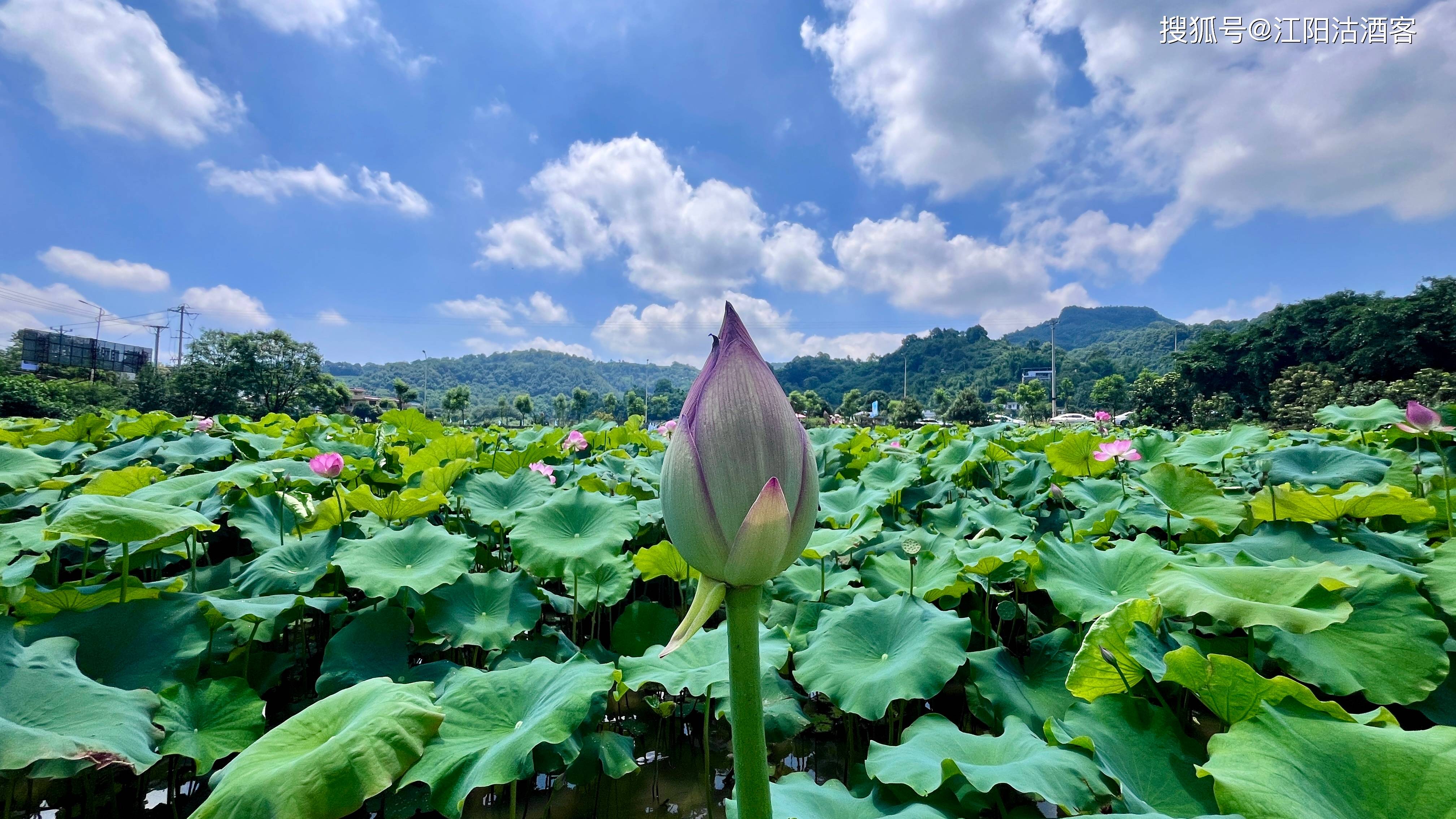 夏日池塘美景图片图片