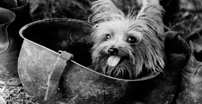 受爱怜和同情的驱使,罗伯特抱起小狗,决定把它带回军队进行抚养