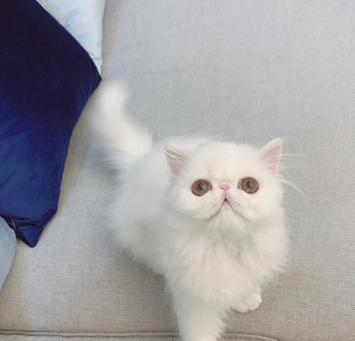 宠主没有这五种条件,就不要去养波斯猫,否则就是害了它
