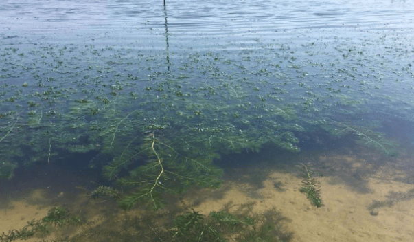 虾塘蓝藻治理图片