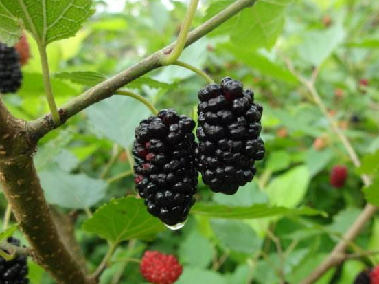 桑葚_故事_果实