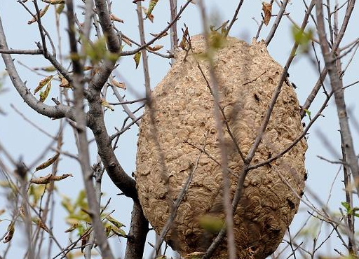 在山上捉回来的野胡蜂王为什么会死_蜜蜂_蜂群_社会化