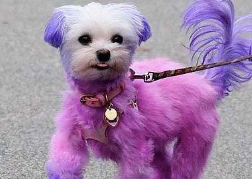 彩色狗狗很可爱,但是有谁知道它们长期被虐待,命不久矣