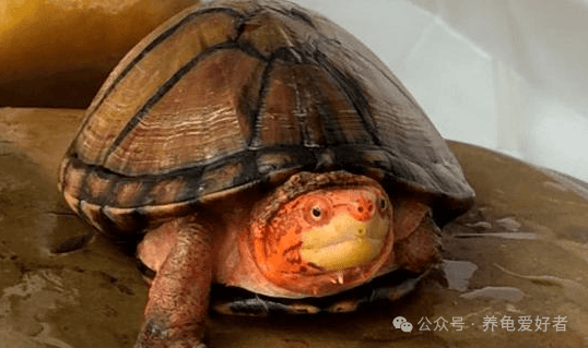 无奈了!宠物骗局不断,科技帮凶,算不算欺骗消费者
